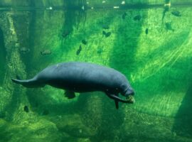 manatees in belize