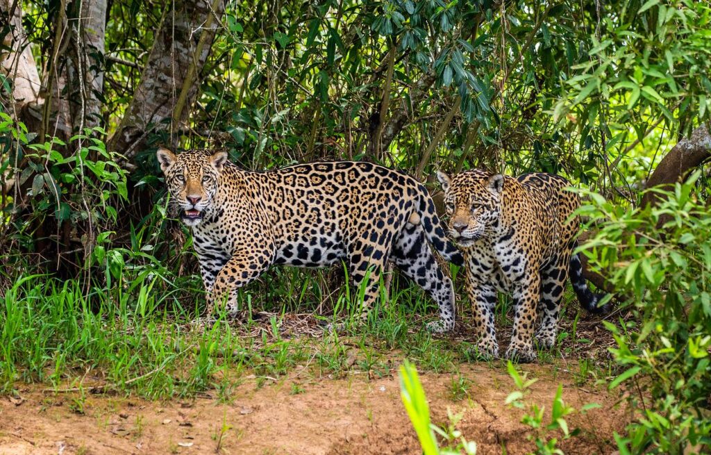 belize wildlife