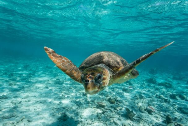 belize snorkeling