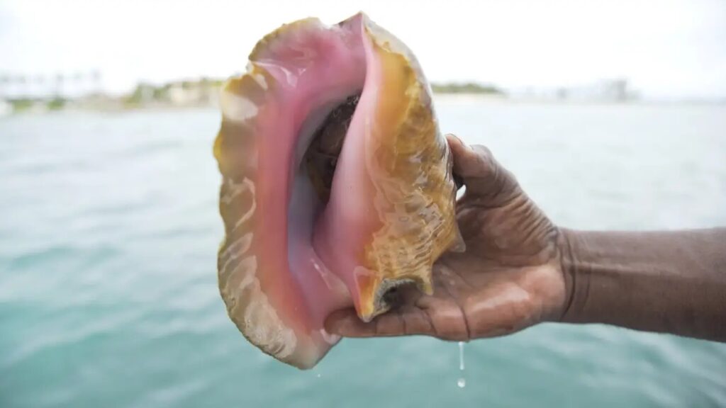  Belize Queen Conch