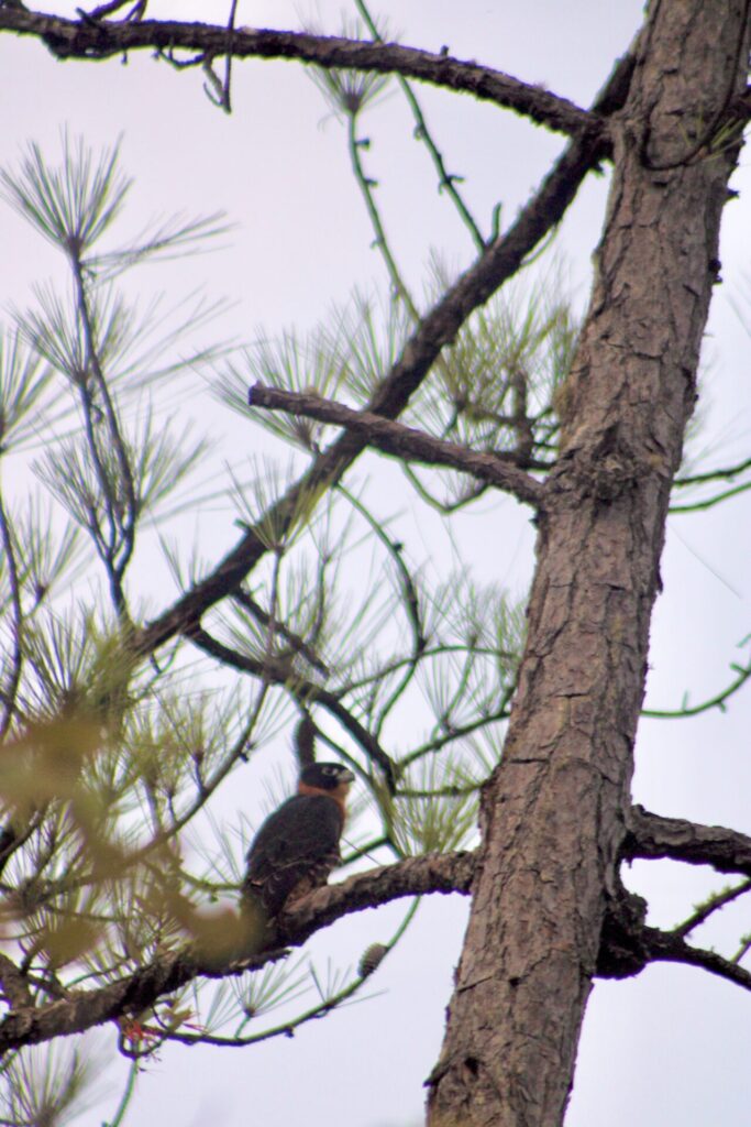 Orange Breasted Falcon