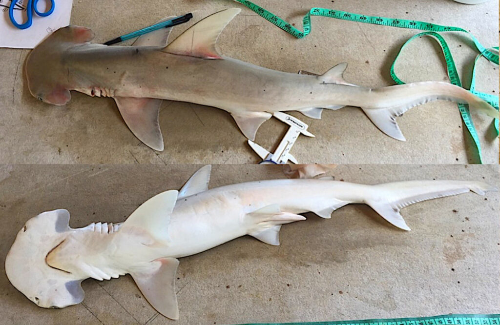 New Hammerhead Shark Species in Belize