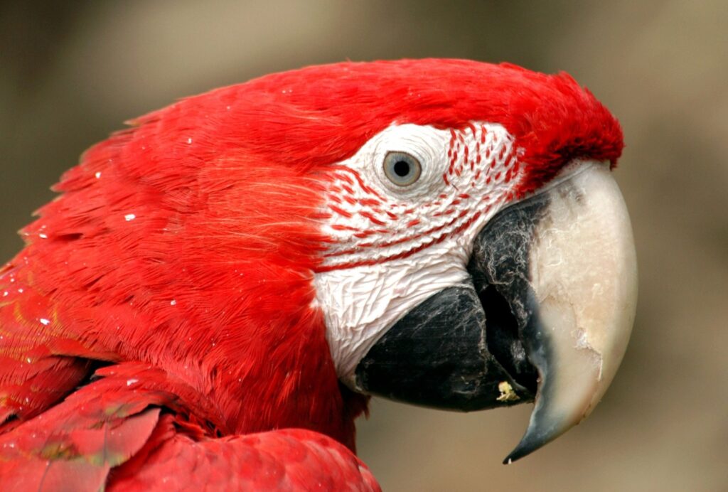 Belize wildlife encounters