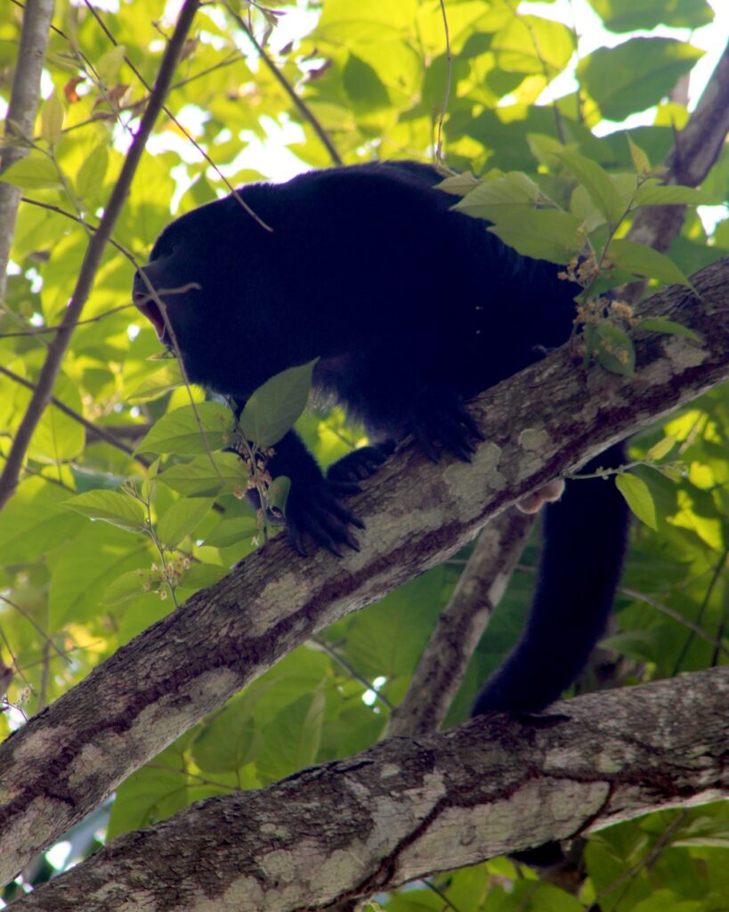 Belize Rainforest Tours