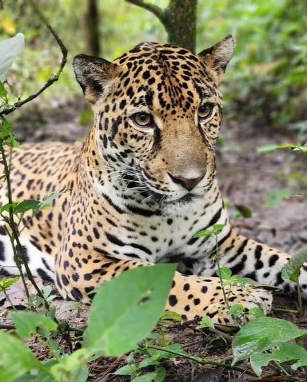 Belize wildlife encounters