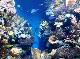 June in Belize: Is It the Right Time for Your Vacation? off-season travel Belize