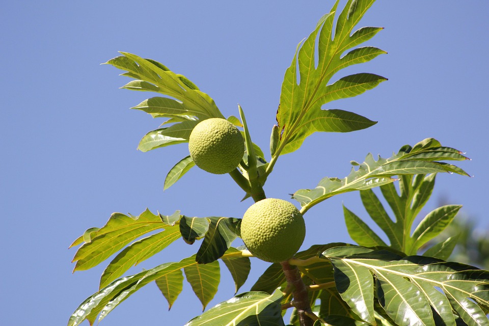 breadfruit belize