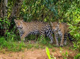 Belize nature reserve
