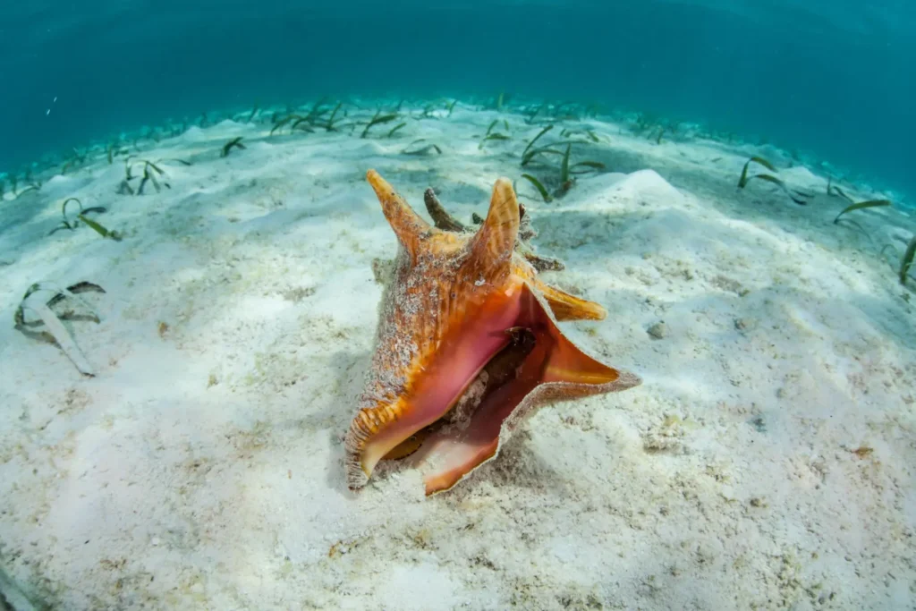 Belize conch season