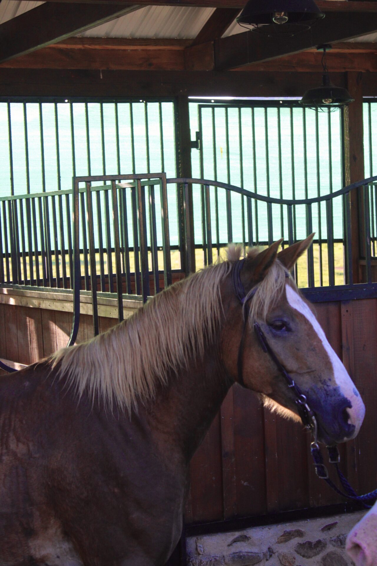 Jungle horseback riding