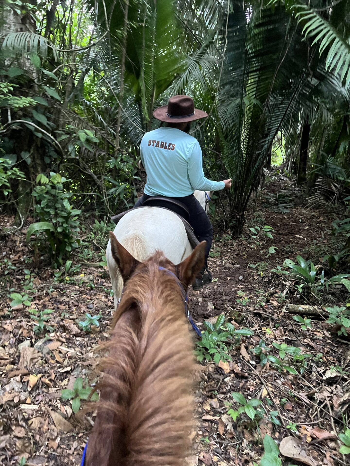 Jungle horseback riding