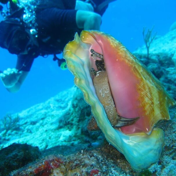 Belize Travel Tips