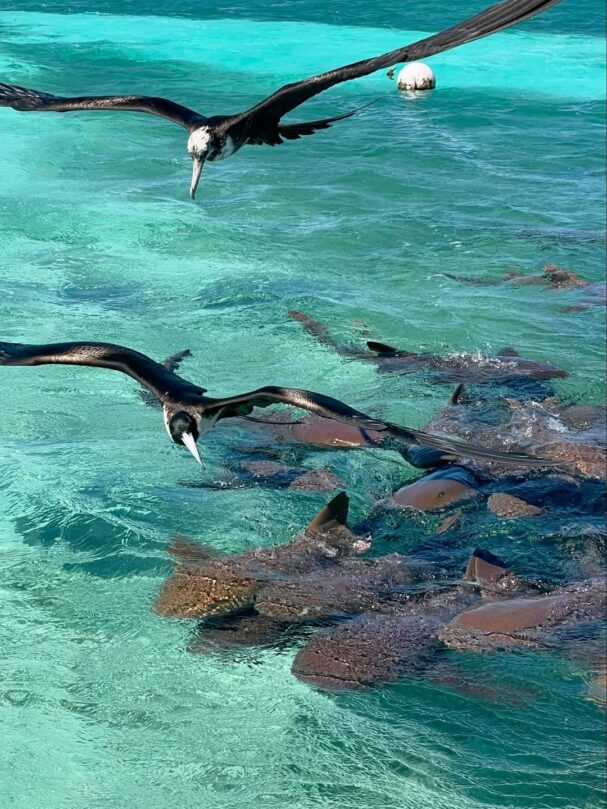 Belize vacation 2026