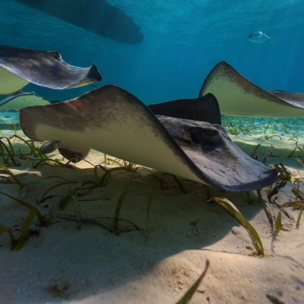 belize snorkeling tours
