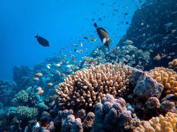 Belize Barrier Reef