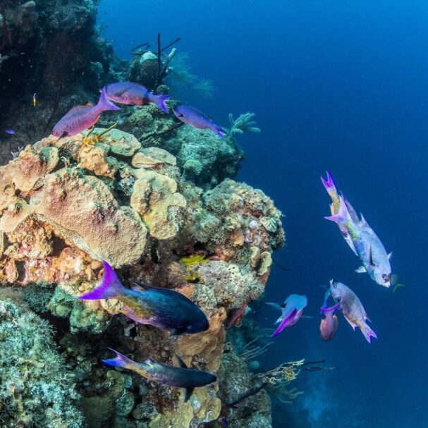 belize summer vacation