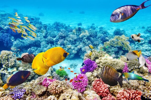 Belize Diving Vacations