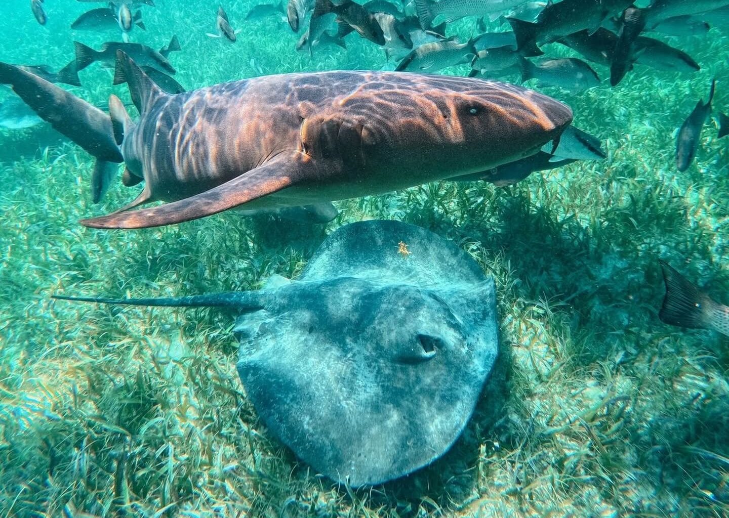 belize barrier reef snorkeling