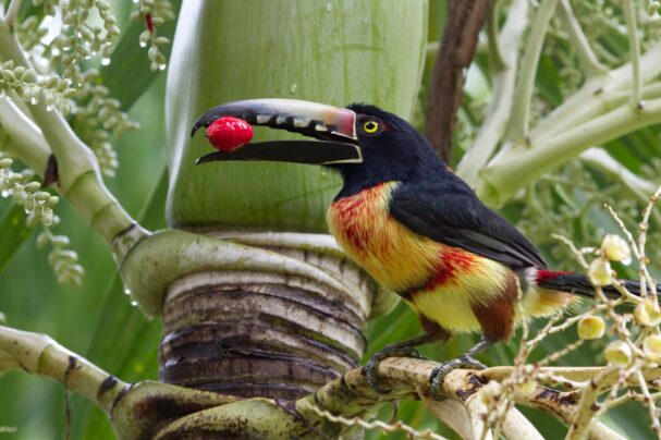 birding in Belize
