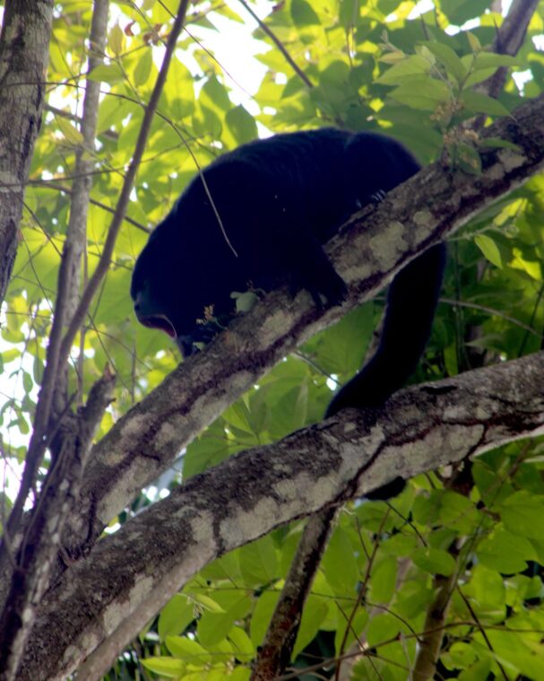 belize wildlife tours
