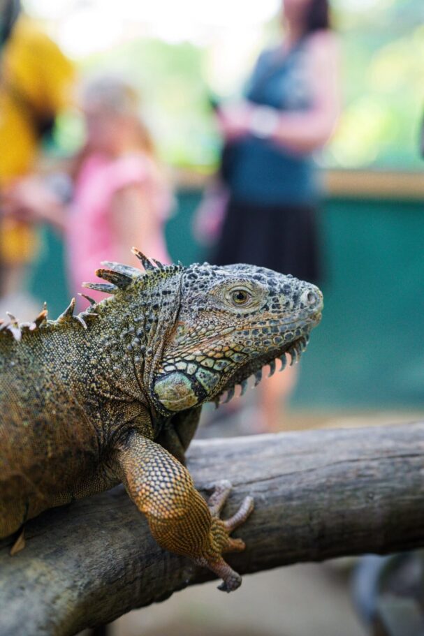 Green Iguana Conservation Project Belize