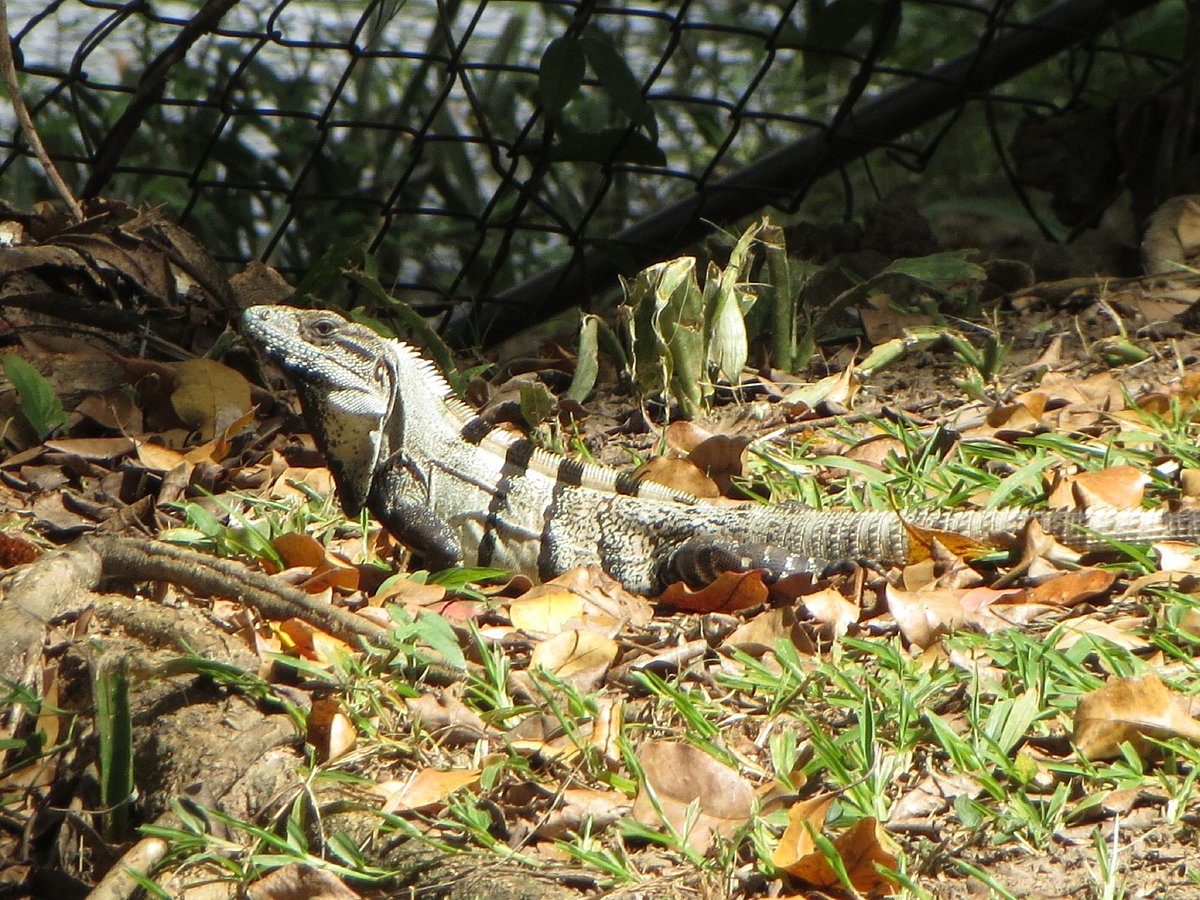 Belize River wildlife