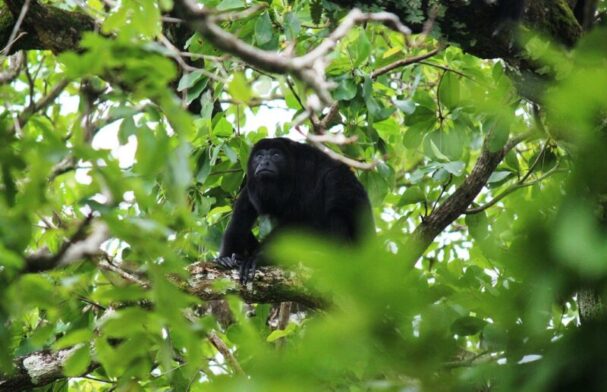Community Baboon Sanctuary