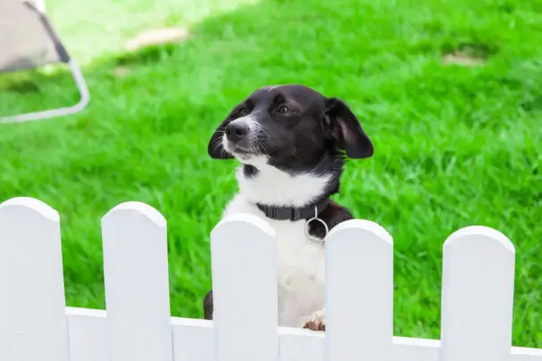 Belize HOA pet rules