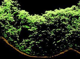 The Maya Are Still Shaping Belize’s Forests More Than 1,000 Years Later Maya archaeology news