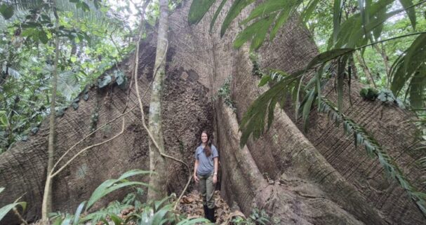 canopy height Maya