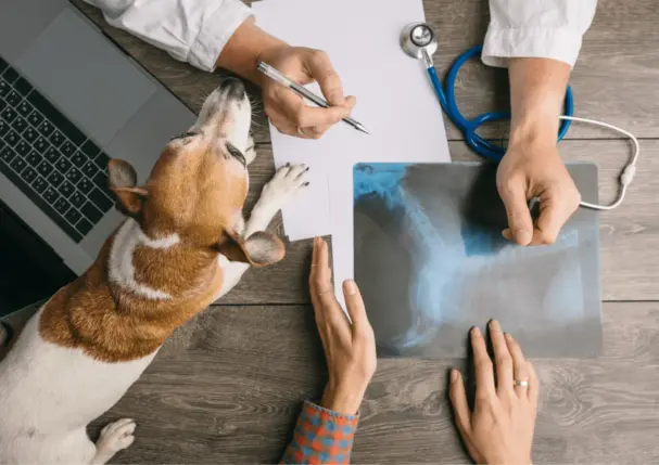 veterinarians in Belize