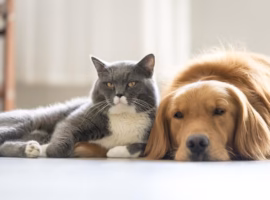 retiring in Belize with pets