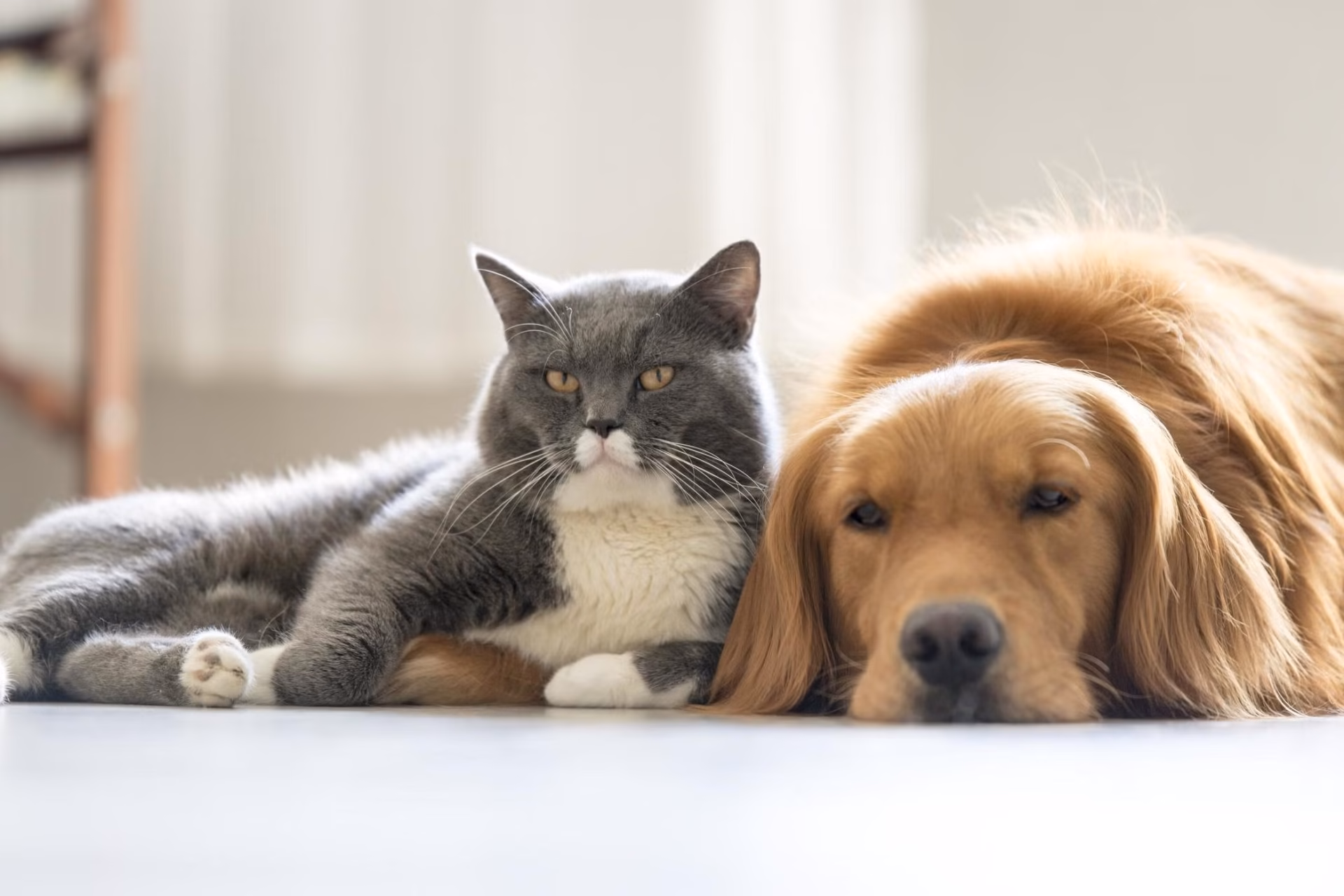 retiring in Belize with pets