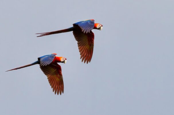 scarlet macaw season Belize