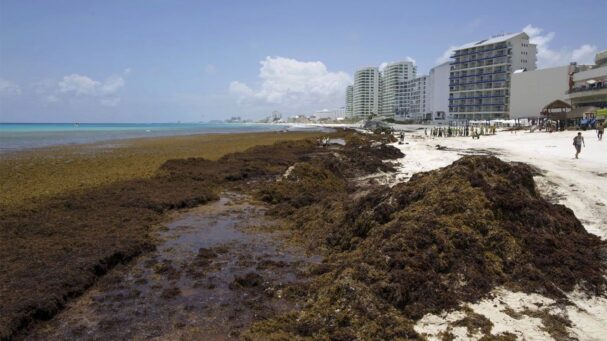 Riviera Maya sargassum