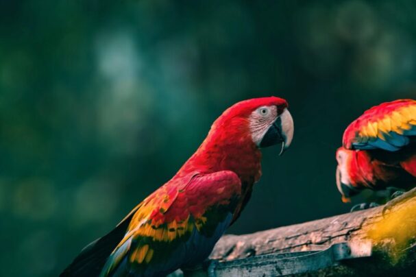 birdwatching southern Belize