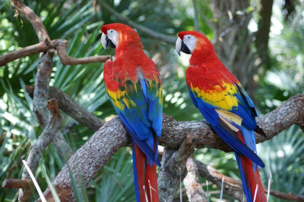 birdwatching southern Belize