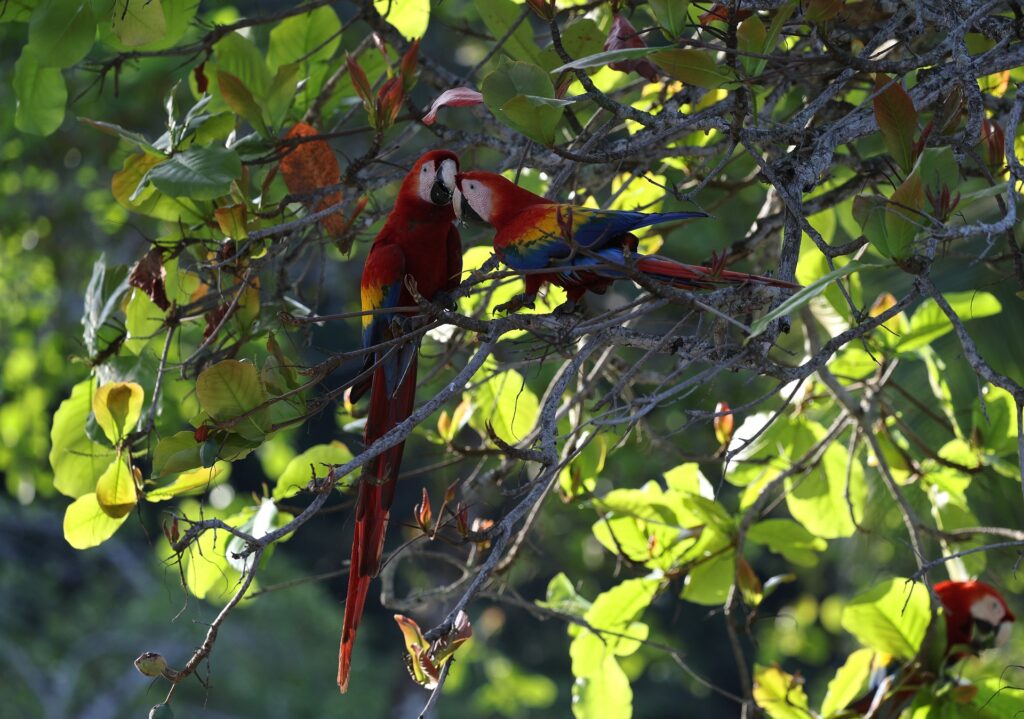 scarlet macaws in belize