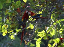 Where to see scarlet macaws in Belize and when scarlet macaws in belize