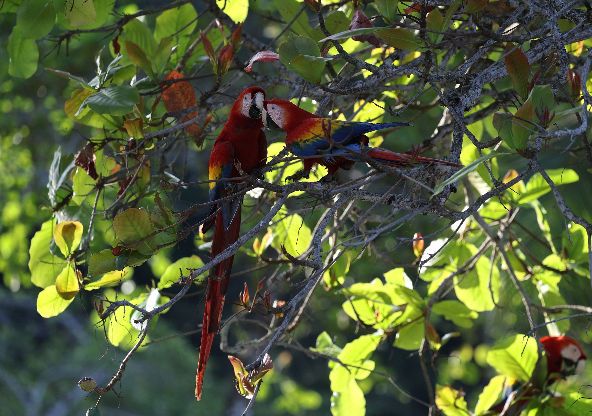 scarlet macaws in belize