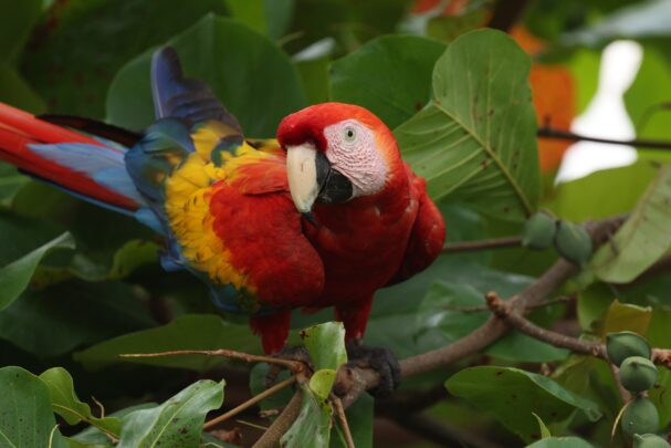 rare birds Belize